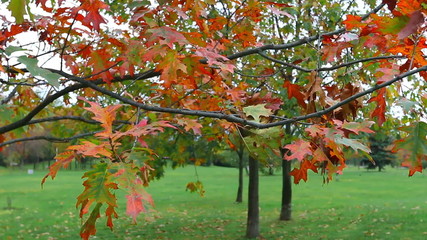 Wall Mural - Autumn landscape. Outdoor.