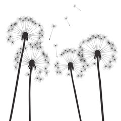  black vector dandelions and white background