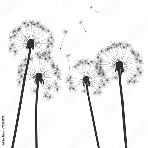 Fotografering  black vector dandelions and white background