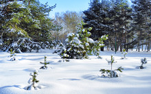 Small Pines Covered With Snow