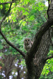 Fototapeta  - Ural Owl (Strix uralensis fuscescens) in Japan