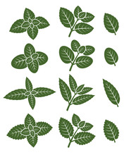 Mint Leaves Set. Vector