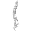 Human Spine 01