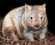 hairy nosed wombat
