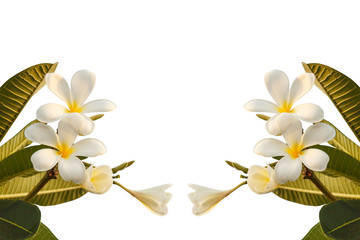 Wall Mural - Plumeria flower isolated on white background