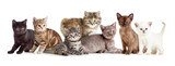 Fototapeta Koty - different kitten or cats group
