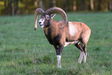 mufflon, mouflon, ovis orientalis