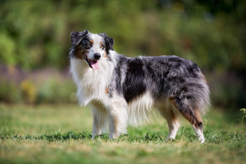 Poster - Old border collie dog