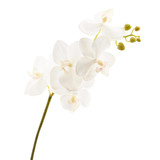 Fototapeta  - Artificial orchid flower isolated