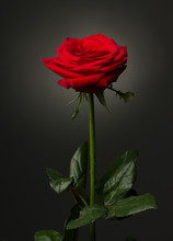 One Red Rose On Black Background