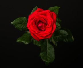 Wall Mural - one red rose on black background