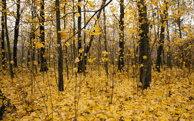  the autumn wood - the trees growing in the wood in an autumn season. on the earth the fallen-down yellow foliage lies
