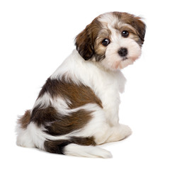 Wall Mural - Cute Havanese puppy is sitting and photographed from behind