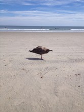 A Young Seagull Standing In Tha Sand On The Beach 