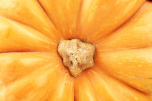 Ripe Tasty Pumpkin, Close Up