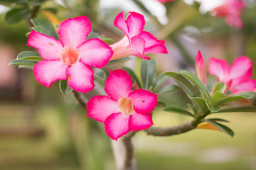 Adenium obesum (Desert Rose)