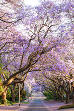 Blooming Jacaranda Trees Lining The Street In South Africa's Cap