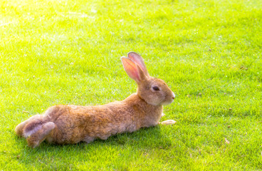 Rabbit prostrates in garden