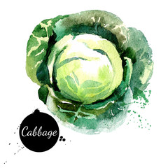 Cabbage. Hand drawn watercolor painting on white background. Vec