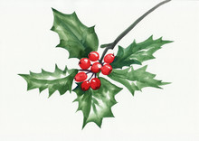 Green Holly Branch With Berries