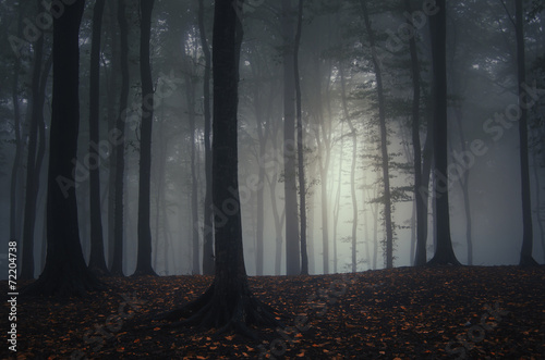 Naklejka na szybę dark autumn forest with fog and colorful fallen leaves