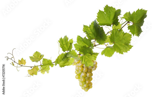 Obraz w ramie Vine leaves isolated on white