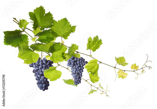 Naklejka na szybę Vine leaves isolated on white