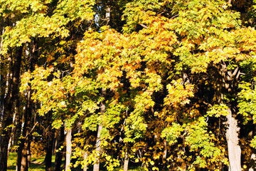 Canvas Print - autumn tree