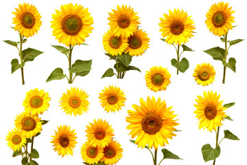 Fotomurales - Sunflowers collection