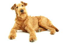 Purebred Dog Irish Terrier