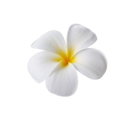 Tropical flowers frangipani (plumeria) isolated on white backgro