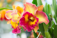 Yellow And Red Hybrid Cattleya Orchid
