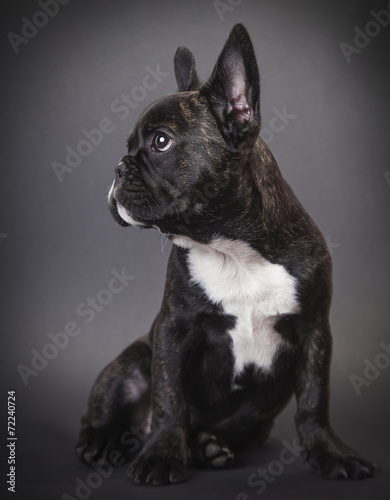 Naklejka ścienna dog pppy french bulldog