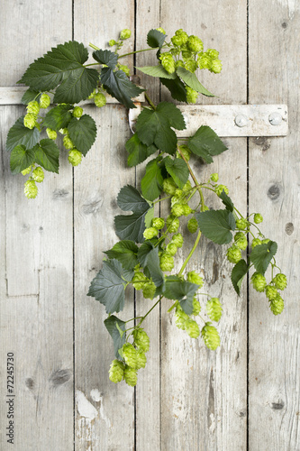 Naklejka na meble Hopfen auf Holzhintergrund