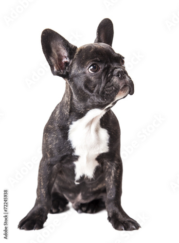Nowoczesny obraz na płótnie little french bulldog puppy