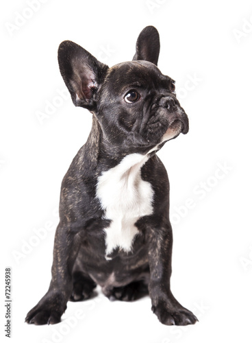 Naklejka na meble little french bulldog puppy