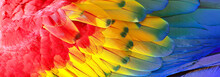 Parrot Feathers, Red, Yellow And Blue Exotic Texture