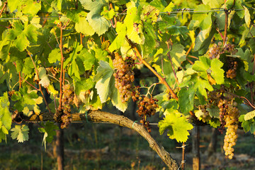 Tuscany vineyard during fall