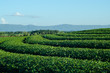 Green tea farm and blue sky