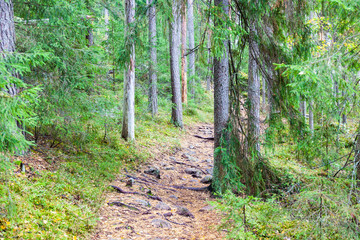 Fototapeta jesień natura finlandia wieś drzewa