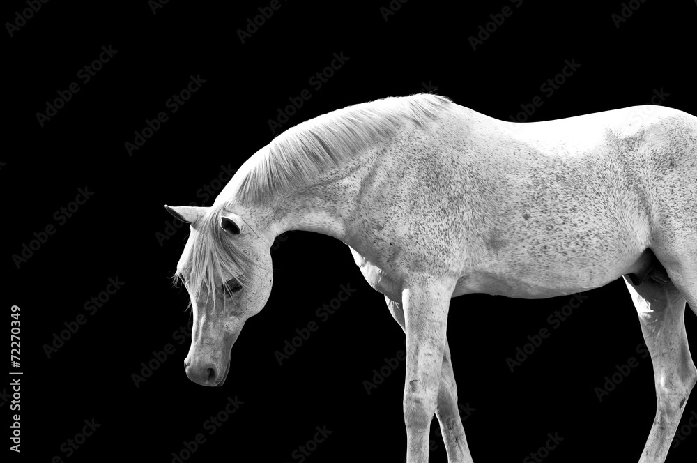 caballo árabe - obrazy, fototapety, plakaty 