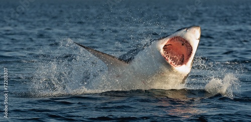 Fotografie, Tablou Great White Shark (Carcharodon carcharias) in an attack