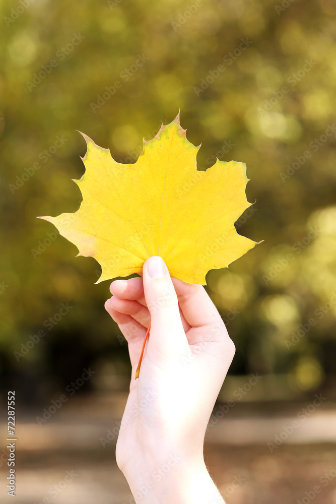 Beautiful autumn leaf in hand on nature background