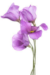 Wall Mural - eustoma
