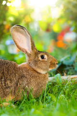 Wall Mural - Brown rabbit sitting in flower garden