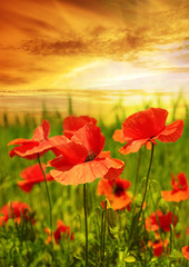 Wall Mural - poppies field in rays sun