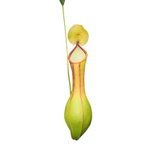 Nepenthes Isolated On White Background