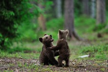 Brown Bear Cubs Playing In The Forest