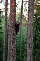 Wall Mural - brown bear cub on a tree