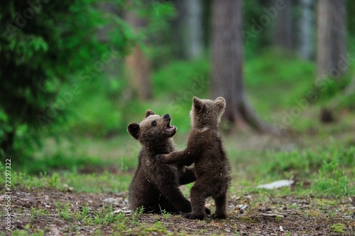 Fotomural Cachorros de oso de Brown que juegan en el bosque